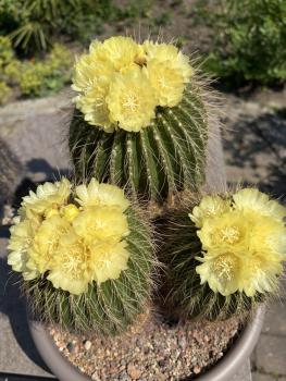 Notocactus warasi